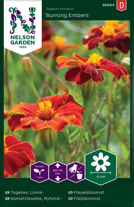 Fløyelsblomst 'Burning Embers' - Tagetes patula