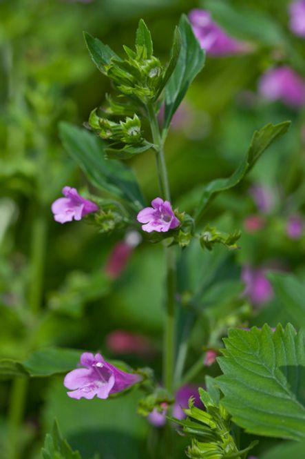 Hovedbilde Rosemynte - Calamintha grandiflora