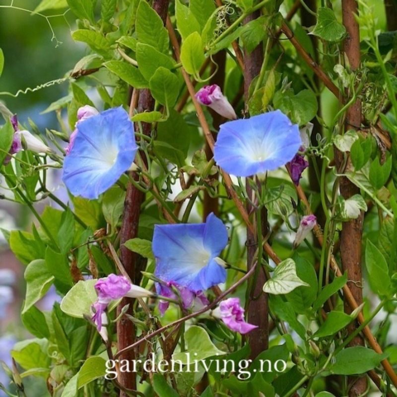 Praktvindel 'Heavenly Blue’ - Ipomoea tricolor