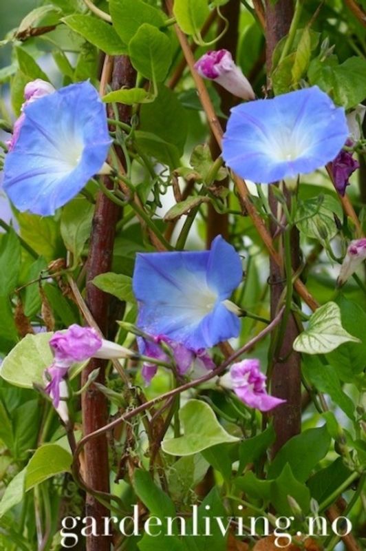 Praktvindel 'Heavenly Blue’ - Ipomoea tricolor