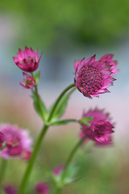 Storstjerneskjerm 'Roma' - Astrantia major