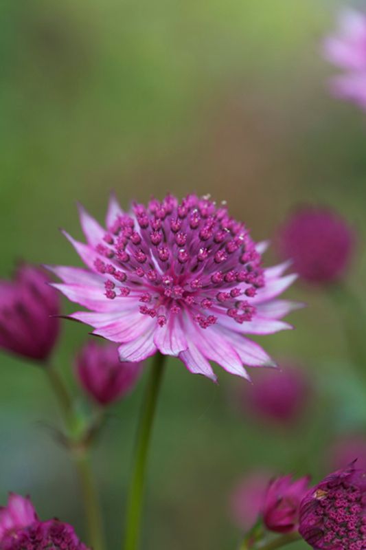 Storstjerneskjerm 'Roma' - Astrantia major
