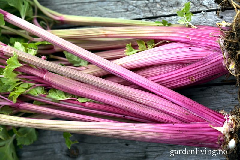 Stilkselleri 'Blush' - Apium graveolens