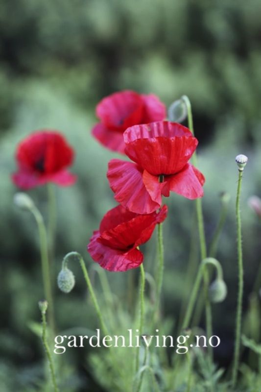 Kornvalmue Papaver rhoeas, Organic