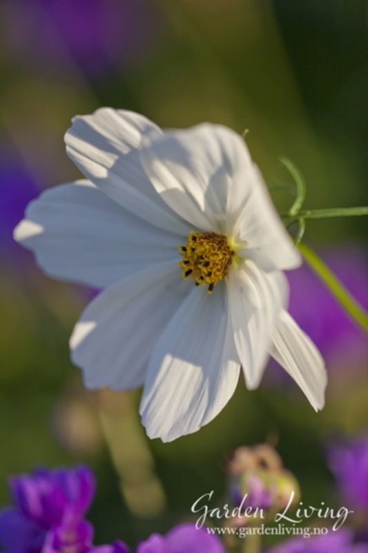 Pyntekorg 'Purity’ - Cosmos bipinnatus 