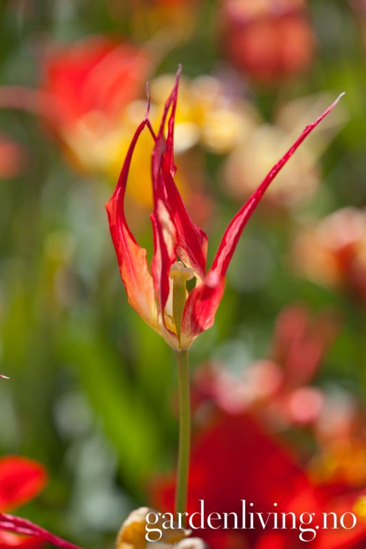 Tulipa acuminata - 1 stk 