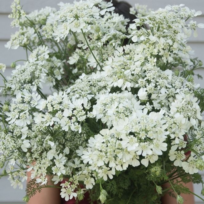 Hovedbilde Kniplingskjerm 'White Lace' - Orlaya grandiflora