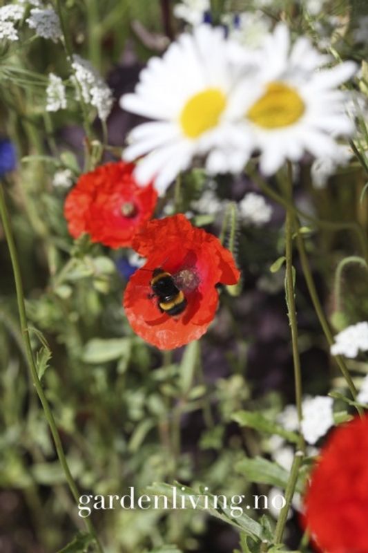 Kornvalmue - Papaver rhoeas