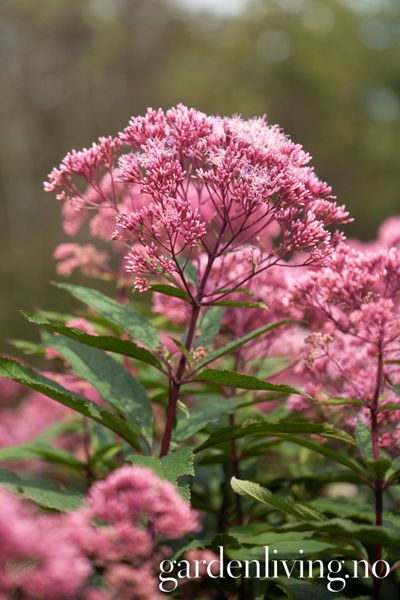 Hovedbilde Hjortetrøst 'Riesenschirm' - Eupatorium maculatum 