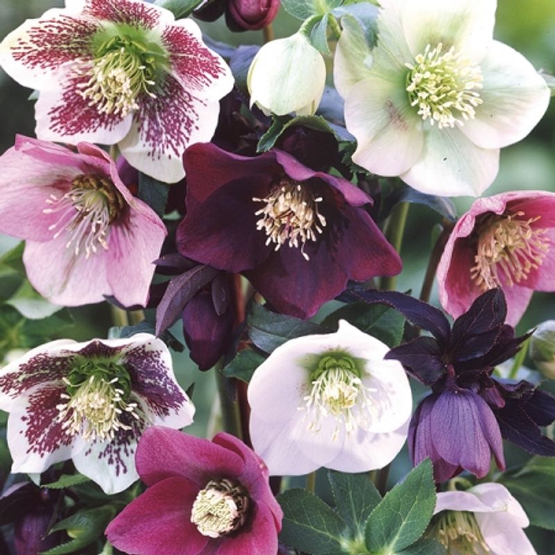 Julerose 'Hybrid Mixed' - Helleborus 