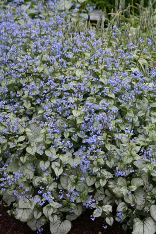 Forglemmegeisøster ’Jack Frost’ - Brunnera macrophylla