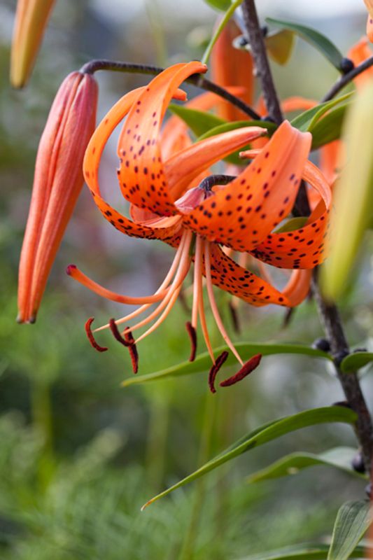 Tigerlilje - Lilium lancifolium - 2 stk