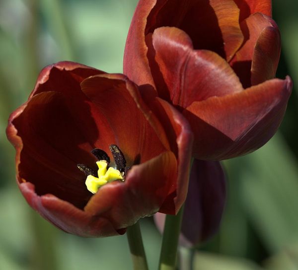 Hovedbilde Historisk Tulipan 'Jules Favres - Tulipa - 1 stk 
