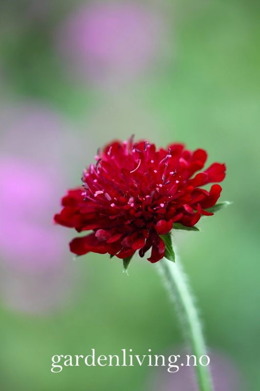 Makedoniarødknapp  - Knautia macedonia