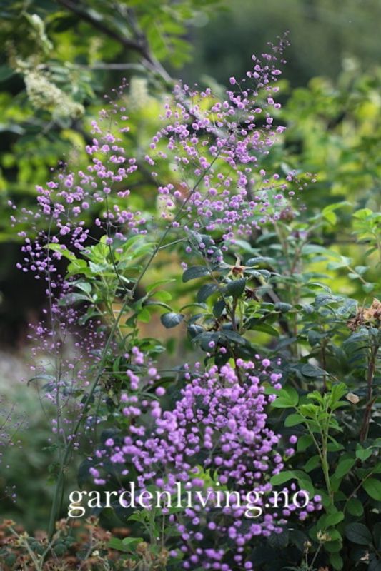 Vingefrøstjerne 'Hewitt's Double' - Thalictrum delavayi