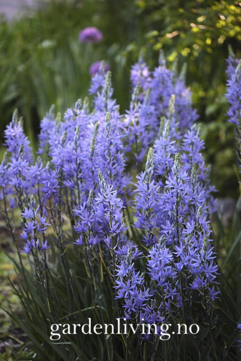 Bjørnestjerne 'Caerulea' - Camassia leichtlinii - 2 stk