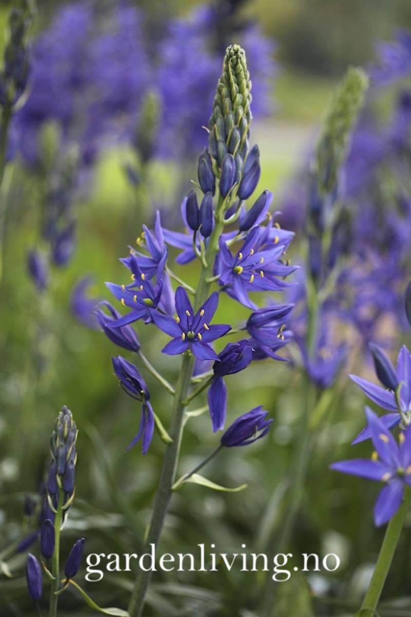 Bjørnestjerne 'Caerulea' - Camassia leichtlinii - 2 stk