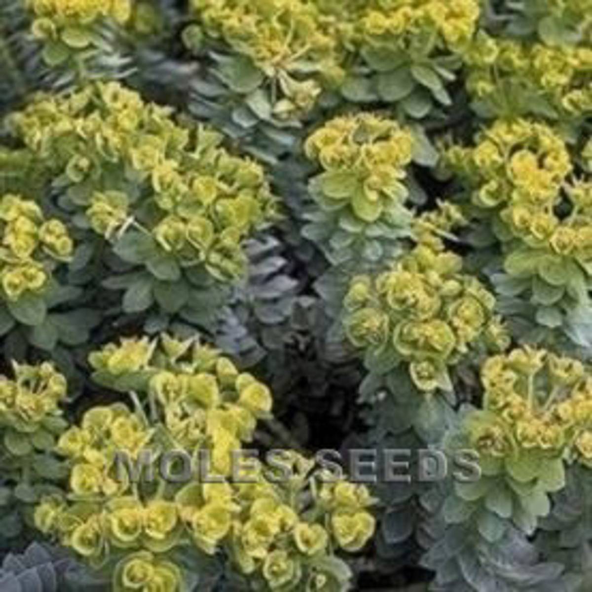 Vortemelk - Euphorbia mysinites