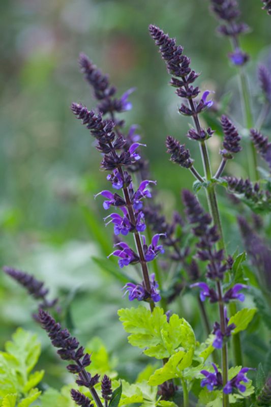 Steppesalvie 'Mainacht' - Salvia nemorosa