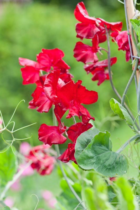 Blomsterert 'King Edward VII' - Lathyrus odoratus