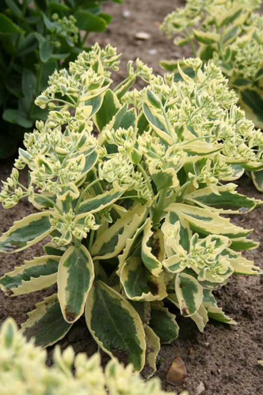 Bergknapp 'Lajos'  - Hylotelephium 