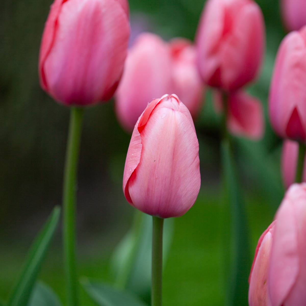 Tulipan 'Pink Impression', darwinhybrid - 10 stk