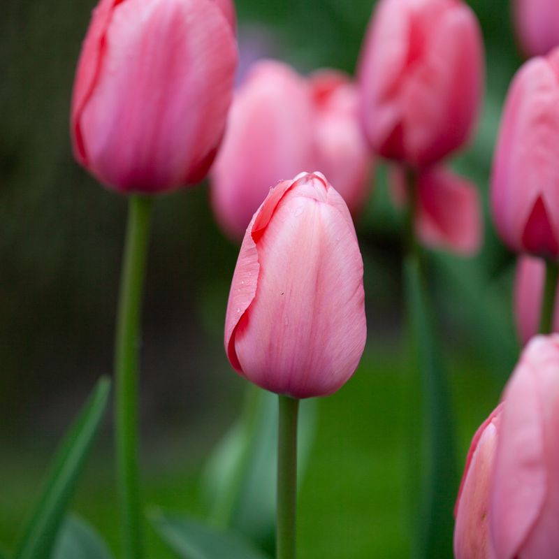 Tulipan 'Pink Impression', darwinhybrid - 10 stk