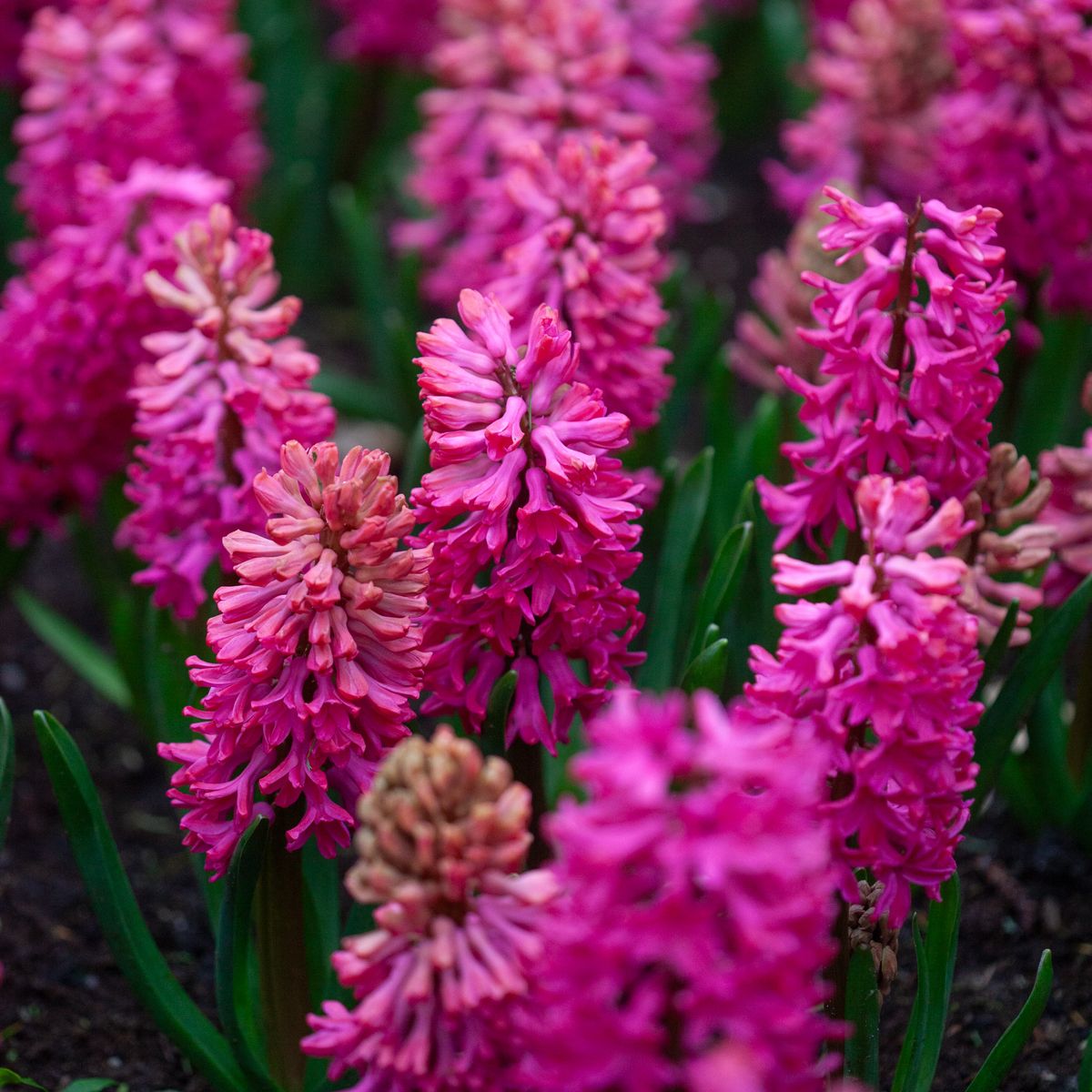 Svibel 'Jan Bos' - Hyacinthus - 5 stk