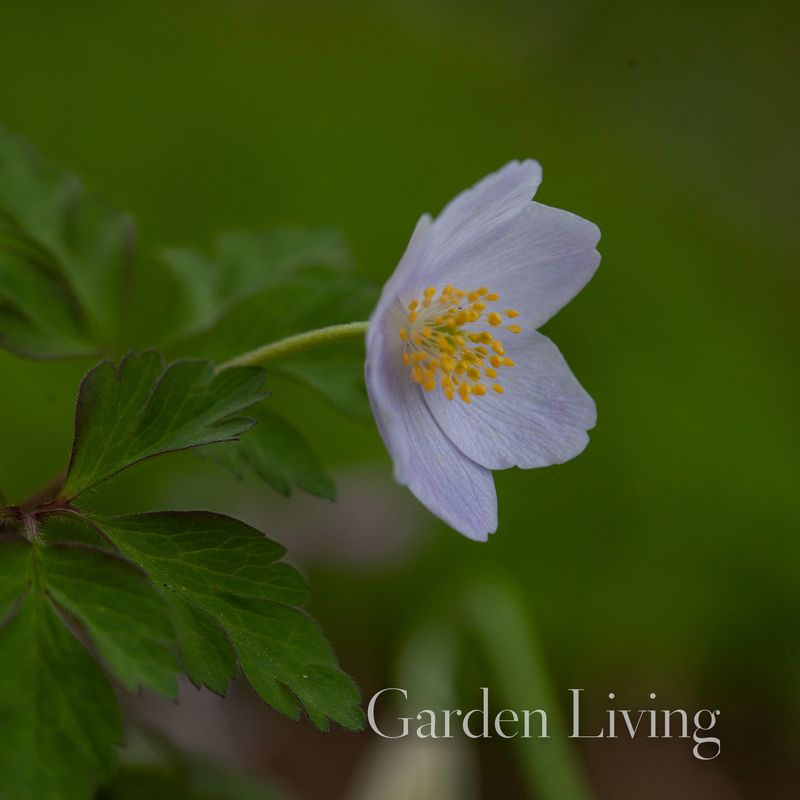Hvitveis 'Parlez Vous’ - Anemone nemorosa- 1 stk 