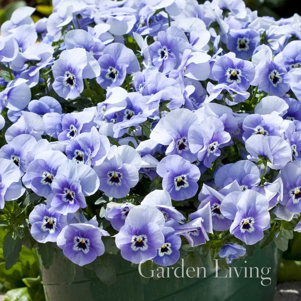 Hovedbilde Stemorsblomst 'Freefall™ Marina' F1 - Viola x ...