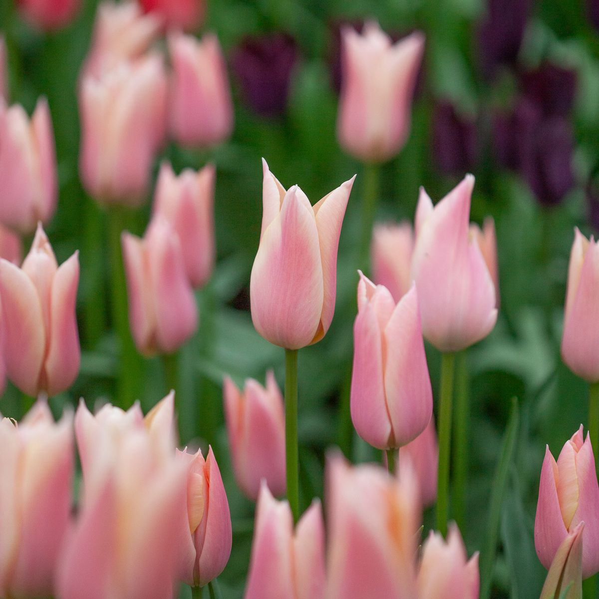 Tulipan 'Sanne', triumphtulipan - 10 stk
