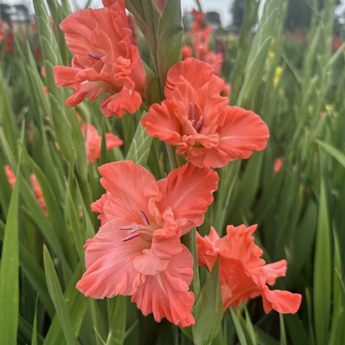 Gladiol 'Ted's Frizzle' - Gladiolus, 10 stk.