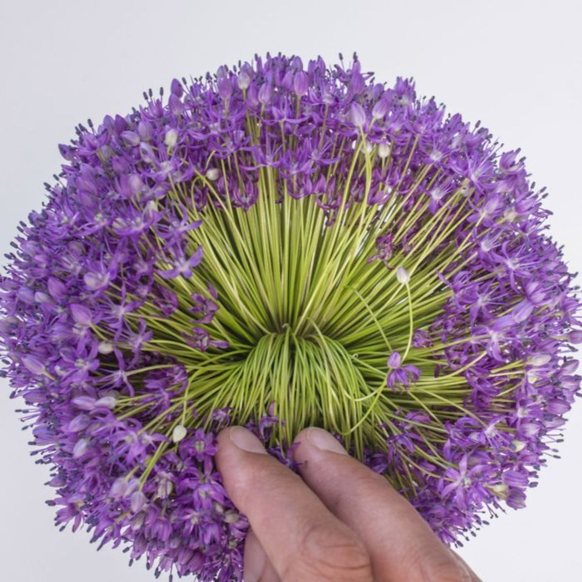 Kjempeløk 'Ambassador' - Allium giganteum - 1 stk