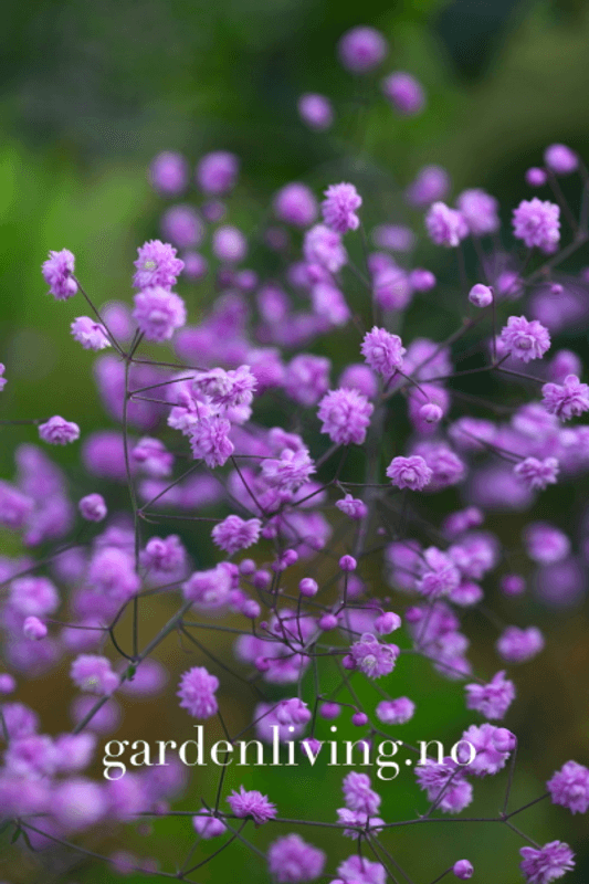 Vingefrøstjerne 'Hewitt's Double' - Thalictrum delavayi
