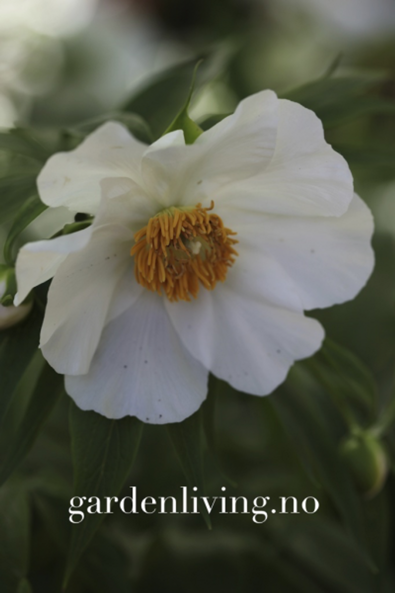 Himalayapion 'Late Windflower' - Paeonia emodi