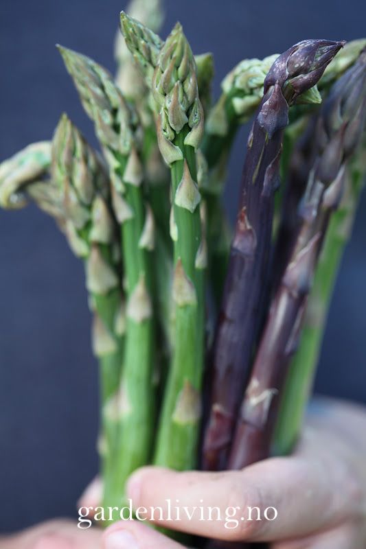 Asparges 'Connover's Colossal' - Asparagus officinalis 