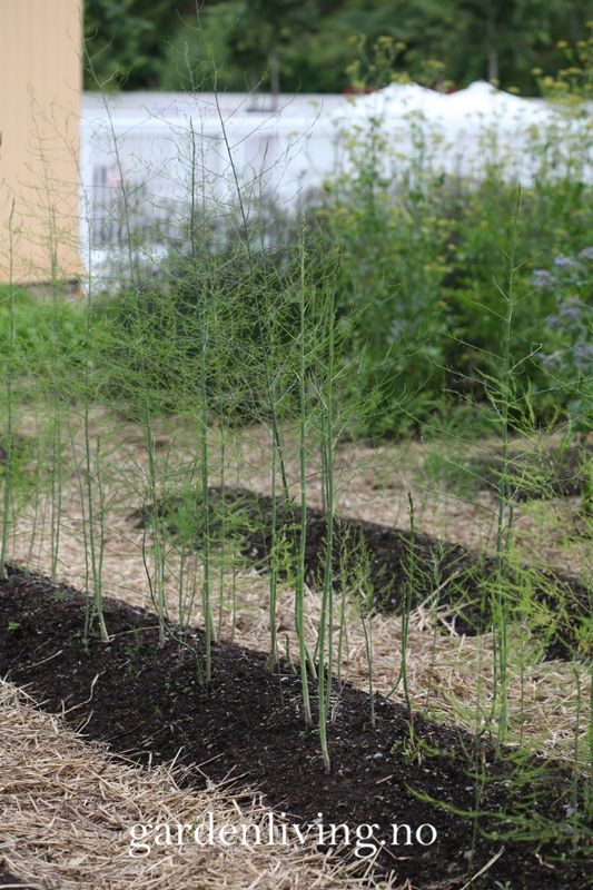 Asparges 'Connover's Colossal' - Asparagus officinalis 