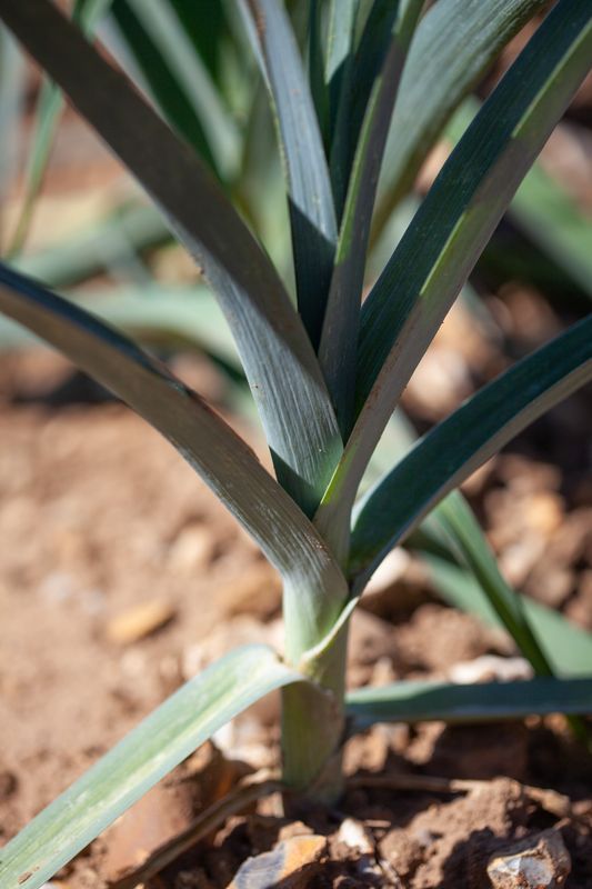 Purre 'Lyon' - Allium porrum