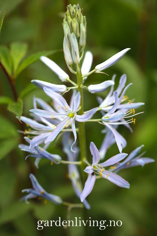 Bjørnestjerne 'Blue Heaven’ - Camassia leich. - 2 st