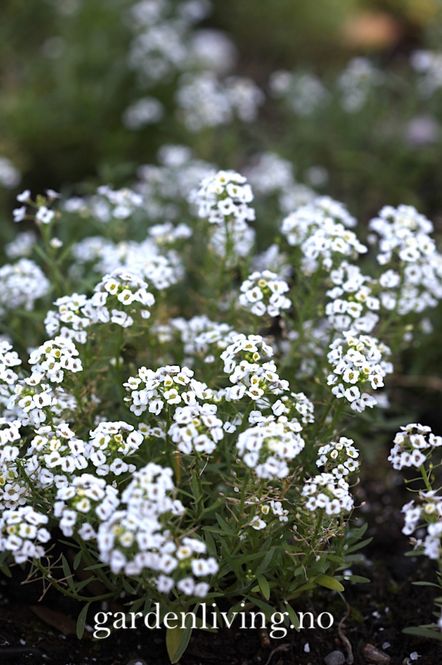 Hovedbilde Smådodre 'Carpet of Snow' - Lobularia maritima