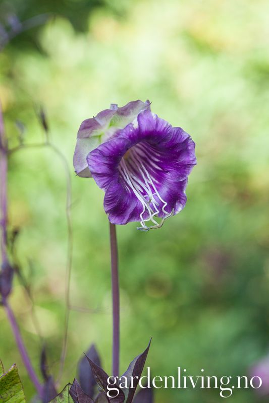 Klokkeranke - Cobaea scandens