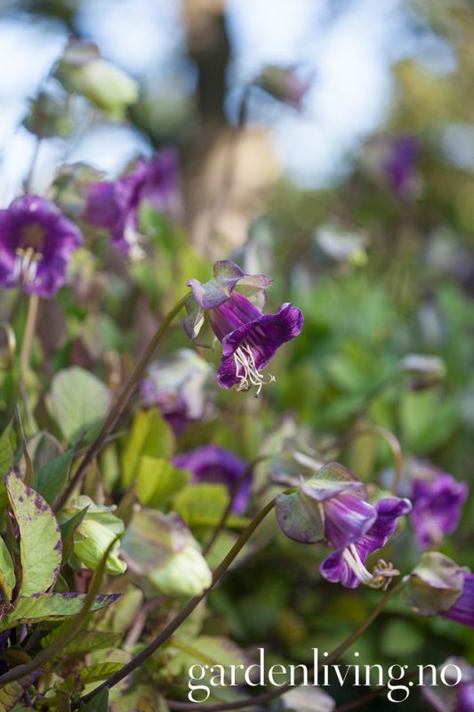 Klokkeranke - Cobaea scandens