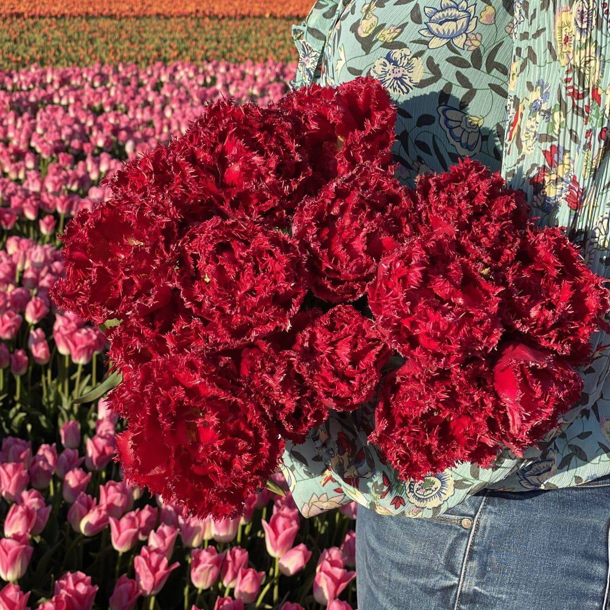 Tulipan 'Qatar', frynsetulipan - 10 stk