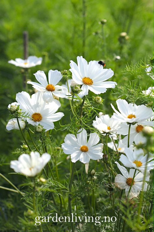Pyntekorg 'Purity’ - Cosmos bipinnatus 