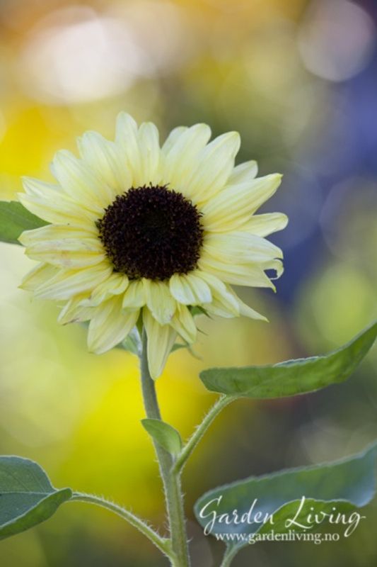Solsikke 'Valentine’ - Helianthus annuus
