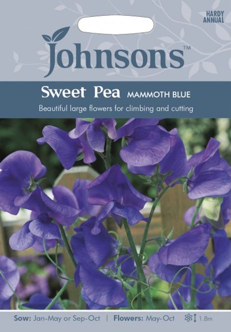 Hovedbilde Blomsterert 'Mammoth Blue' - Lathyrus odoratus 
