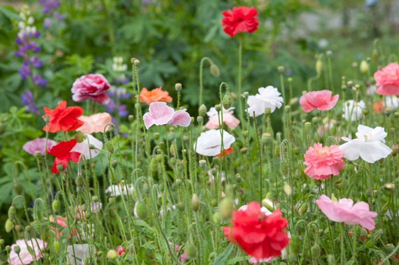 Kornvalmue 'Angel's Choir' - Papaver rhoeas