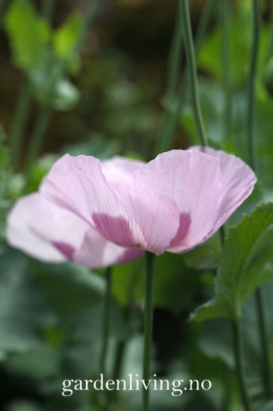 Pionvalmue 'Maanzaad’ - Papaver somniferum