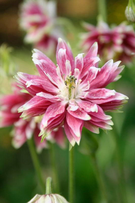 Akeleie 'Nora Barlow’ - Aquilegia vulgaris 
