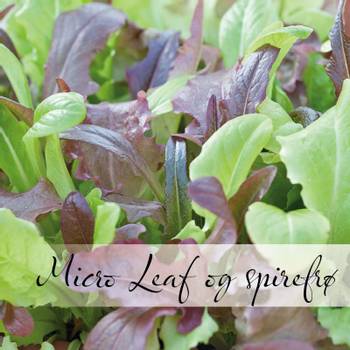 Hovedbilde Micro Leaf og spirefrø